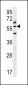LETM2 Antibody (N-term)
